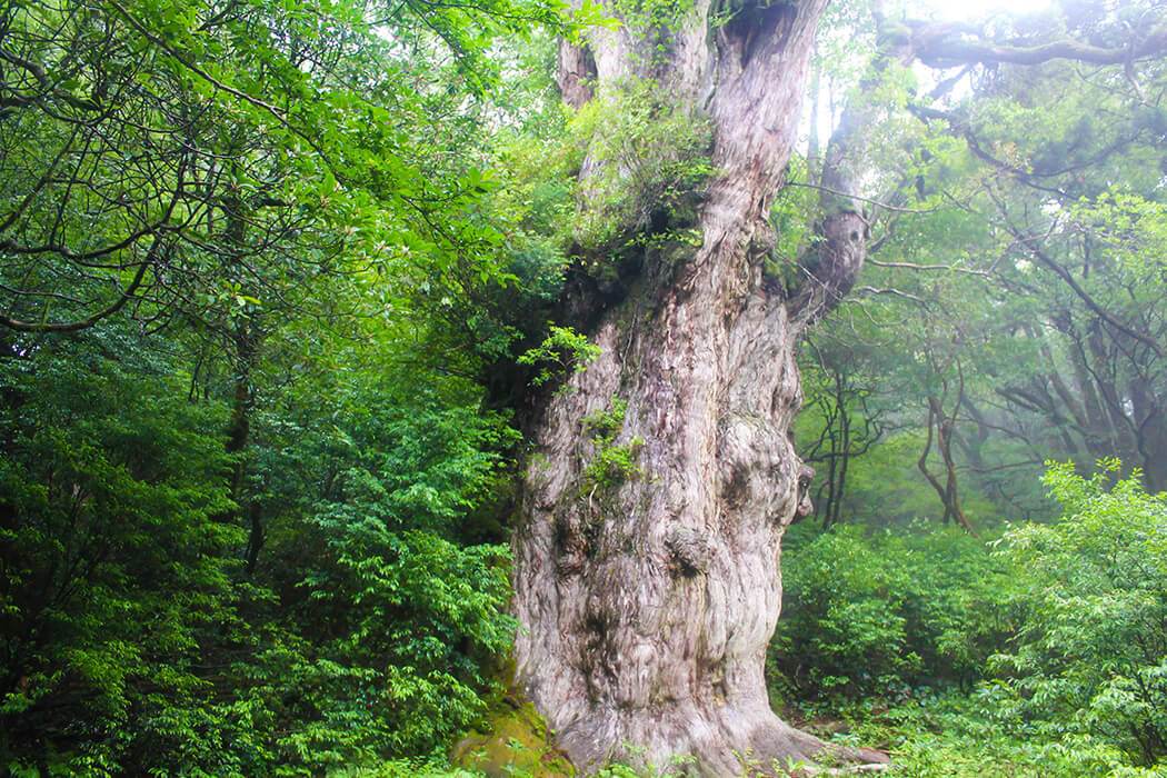 [残り1点のみ]屋久島額装写真 残り1点のみ]屋久島額装写真