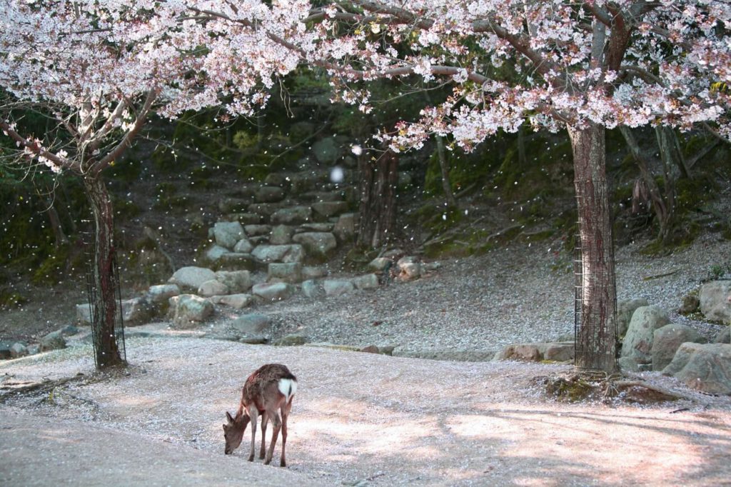 宮島