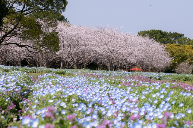 国営海の中道海浜公園