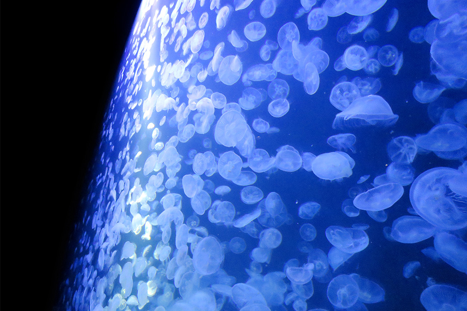 加茂水族館のクラゲ