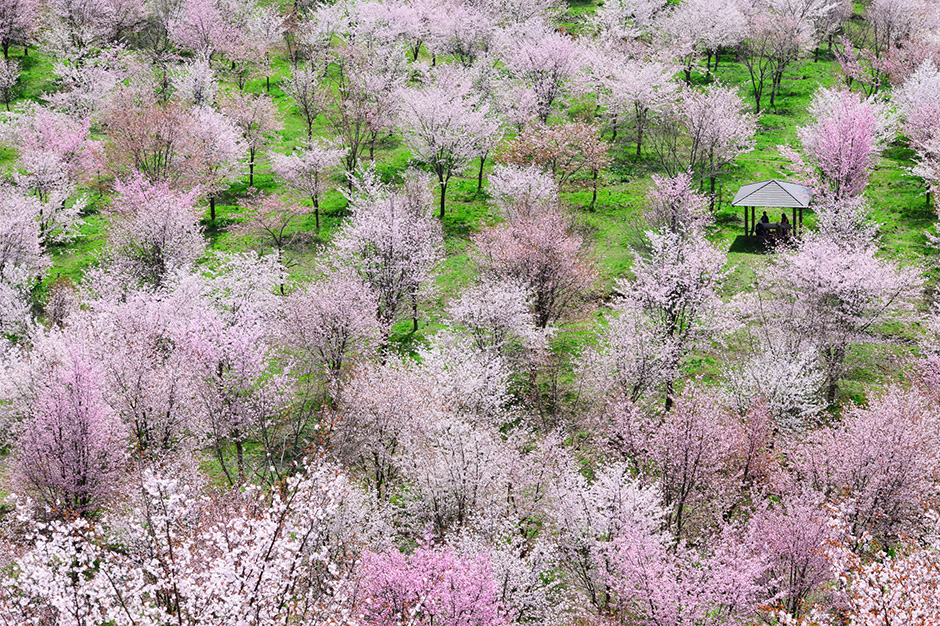 磐梯桜峠