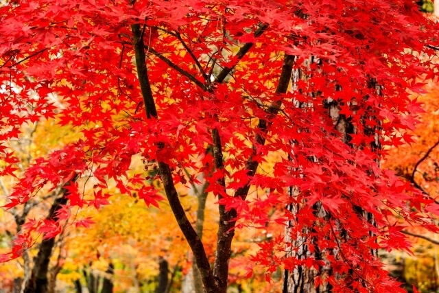 月の石もみじ公園の紅葉