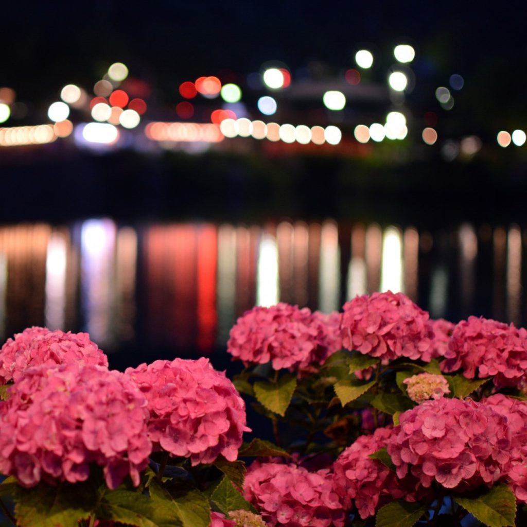 あじさいの里の夜