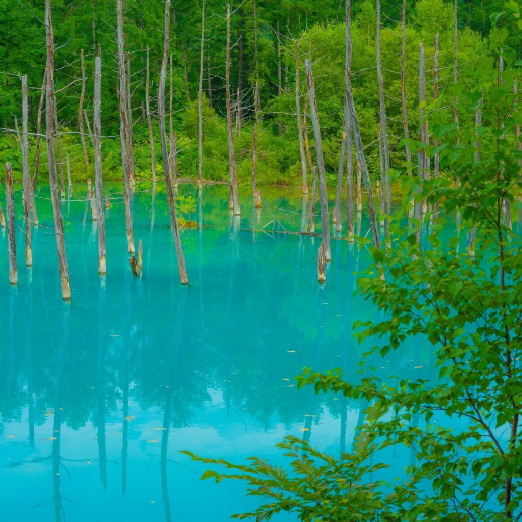 青い池