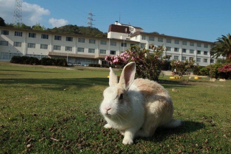 大久野島