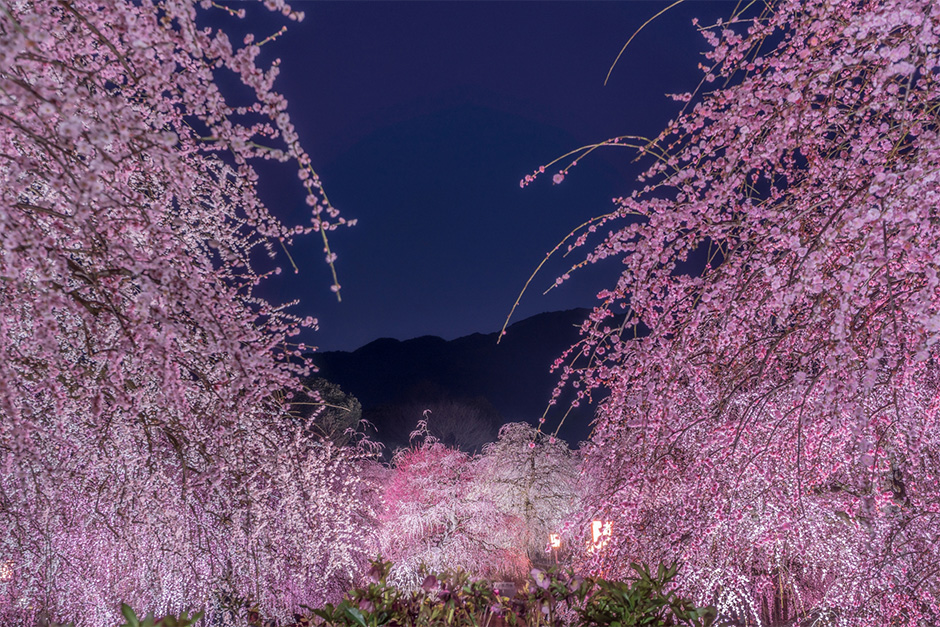 鈴鹿の森庭園