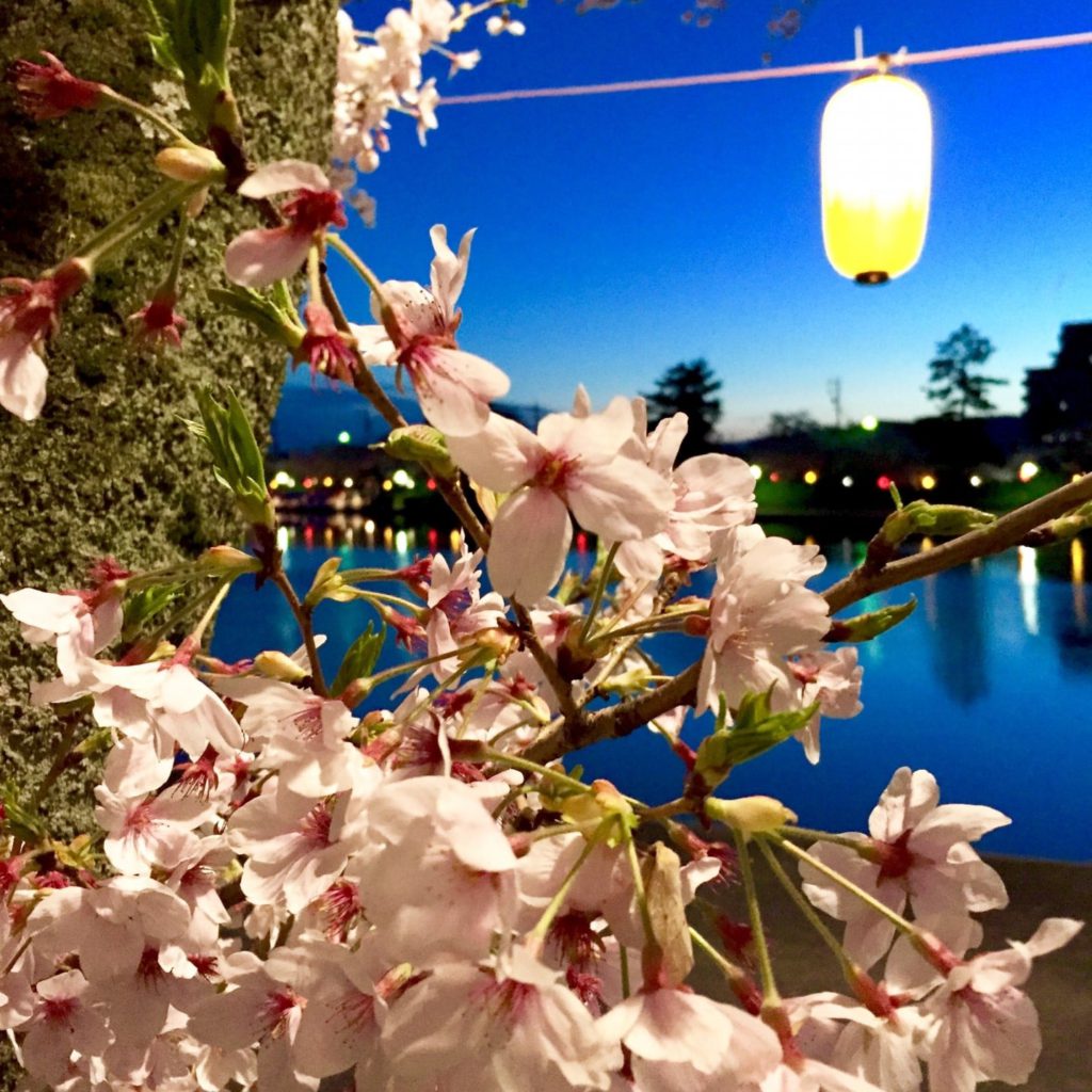 天王寺公園の桜