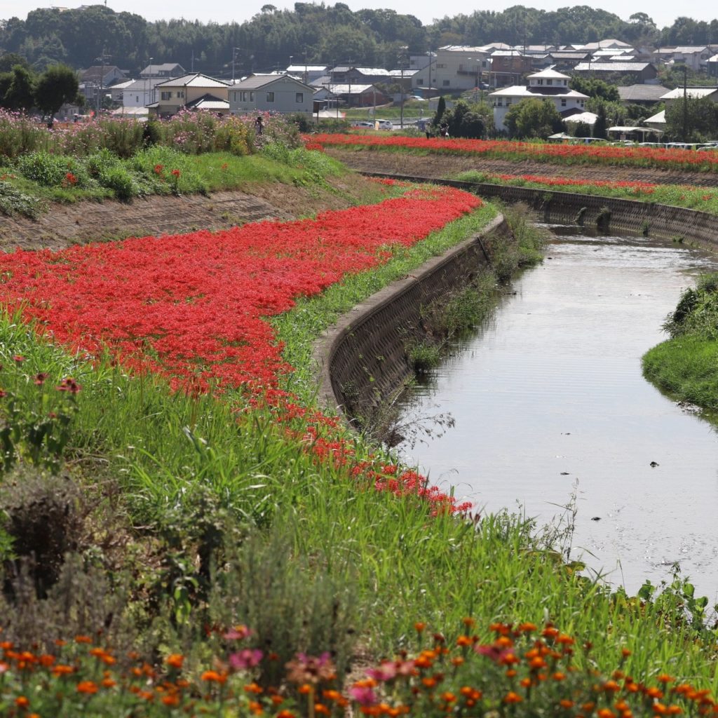 矢勝川の彼岸花