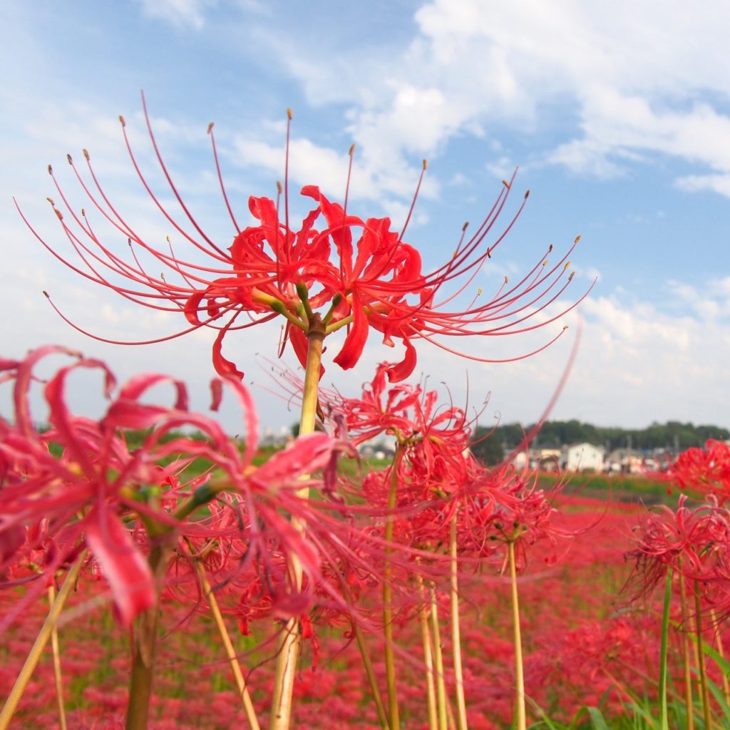 矢勝川に咲く彼岸花