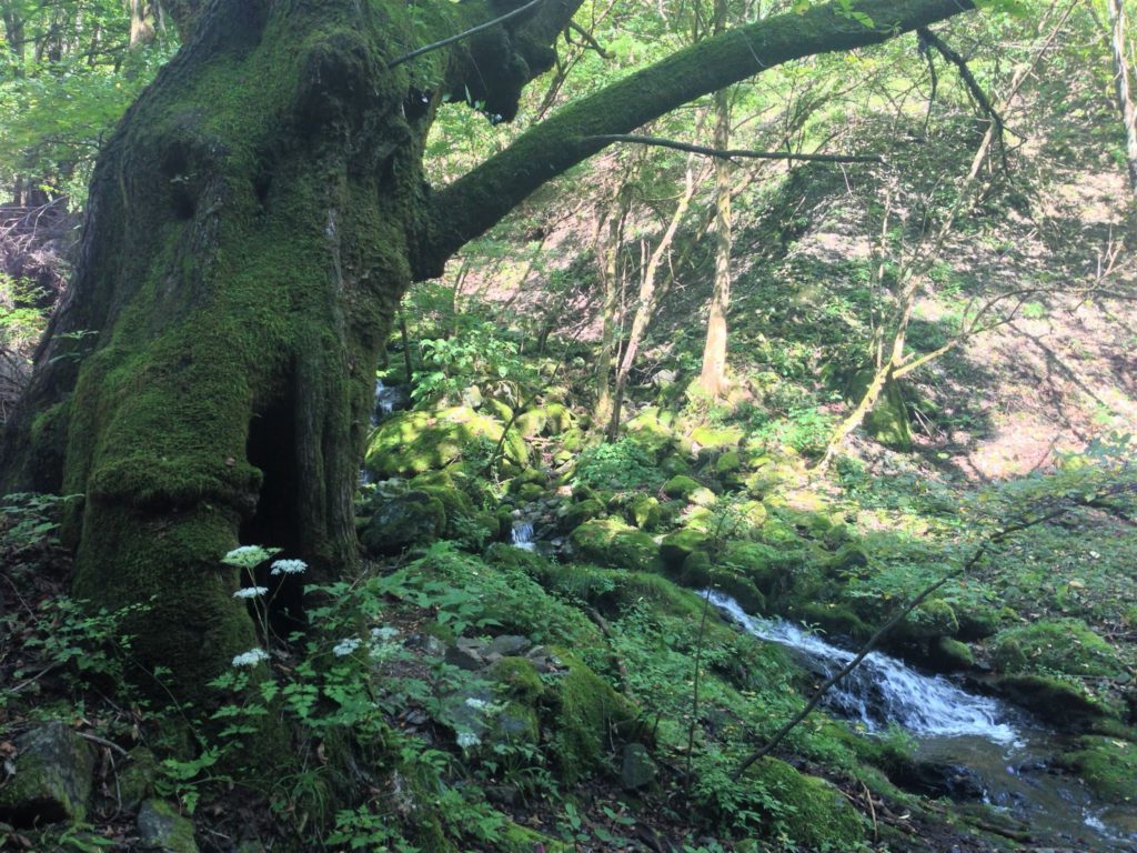 川苔山