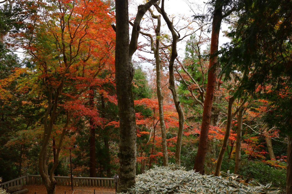 東京の山