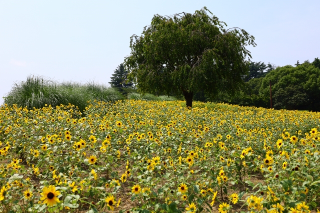 国営昭和記念公園