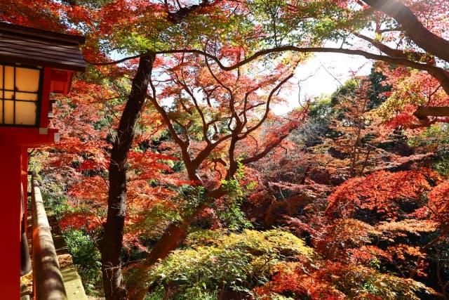 等々力不動尊の紅葉