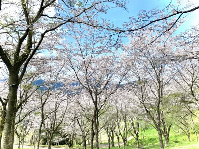 弘法山公園の桜