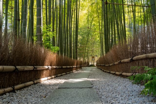報国寺 竹林