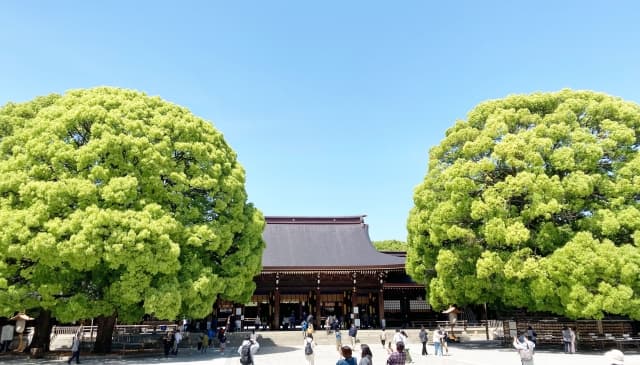 明治神宮本殿と夫婦楠