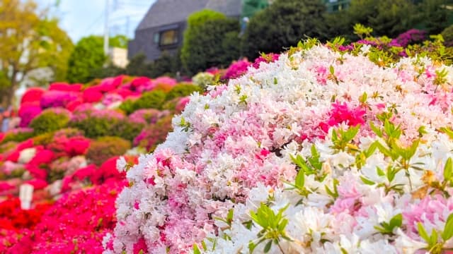 根津神社のつつじ苑