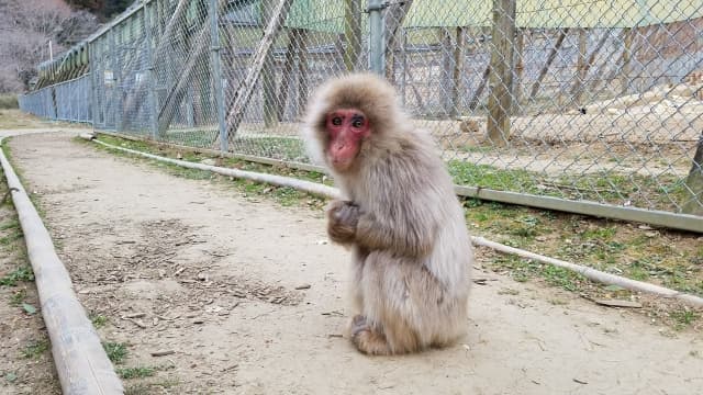 高宕山のニホンザル