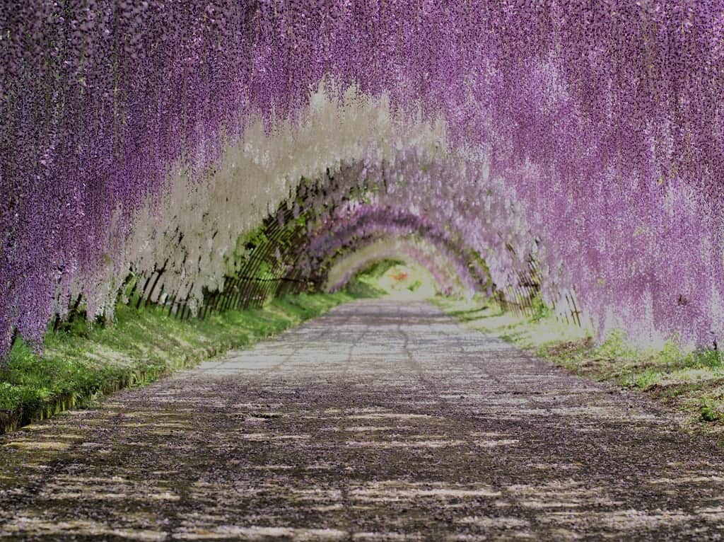河内藤園