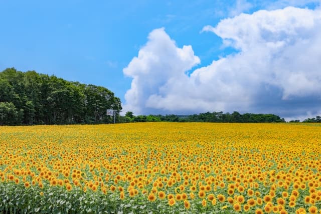 北竜町ひまわりの里