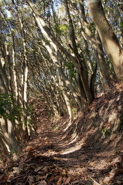 烏場山