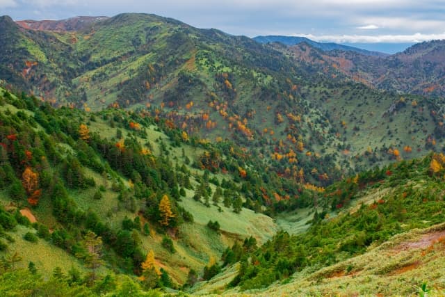 横手山の紅葉