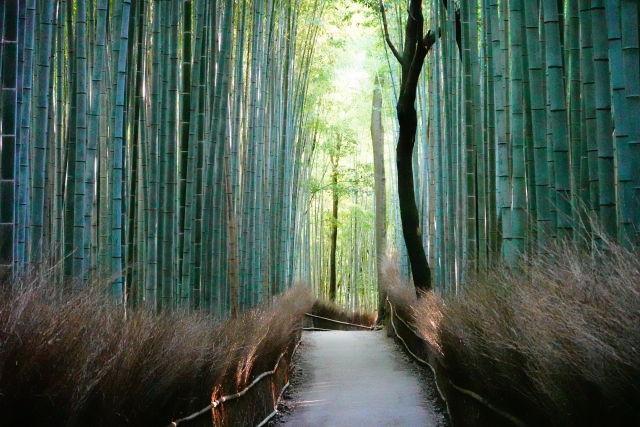 竹林の小径