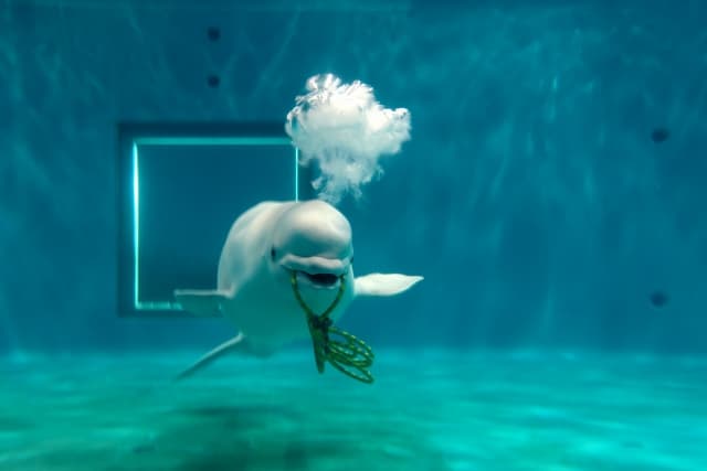 島根県立しまね海洋館アクアス
