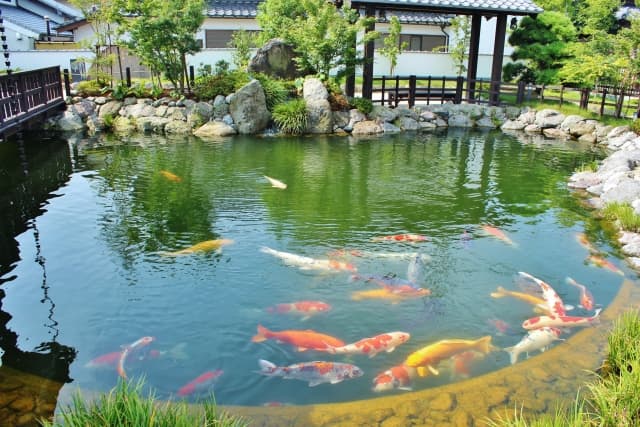 鯉の泳ぐまち