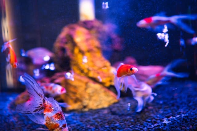 金魚ミュージアム