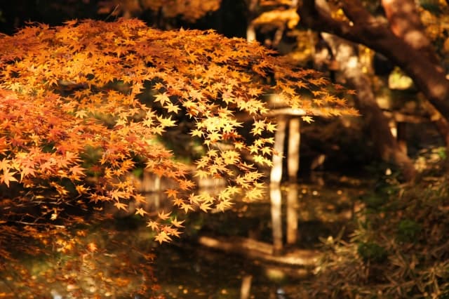 六義園の紅葉