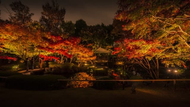 大田黒公園の紅葉ライトアップ