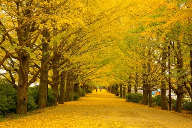国営昭和記念公園のイチョウ並木