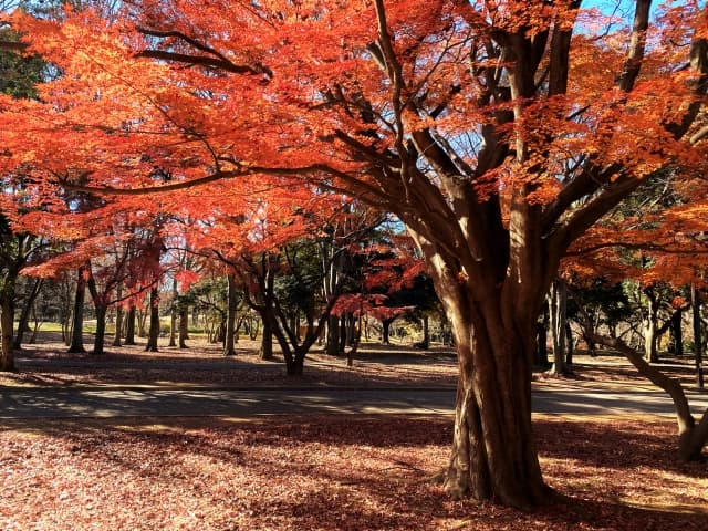 代々木公園の紅葉