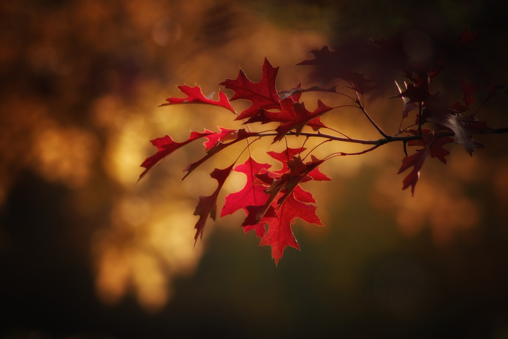 紅葉 まとめ