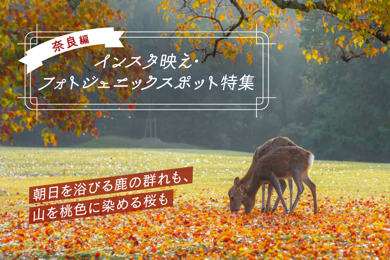 【厳選】奈良県のインスタ映えスポットTOP10！撮影旅におすすめ