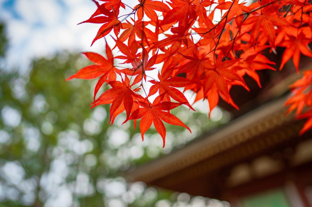 千葉の紅葉