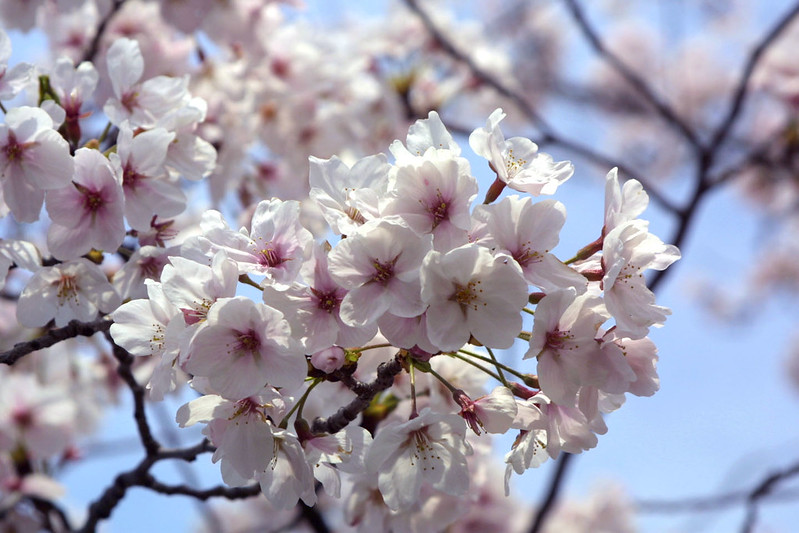 北海道で撮影にオススメな桜名所の特徴
