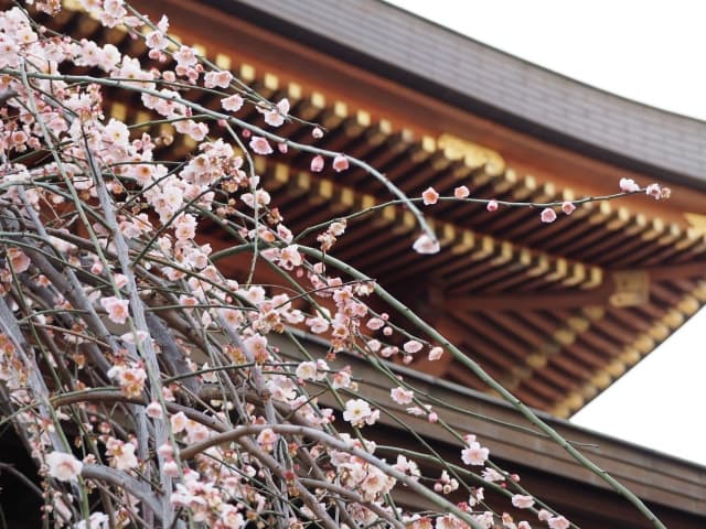 湯島天神