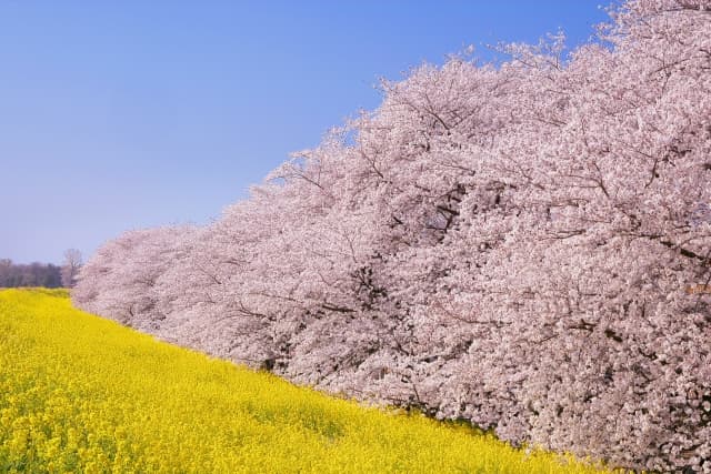 熊谷桜堤