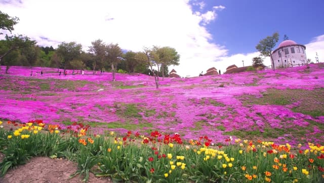 芝ざくら滝上公園