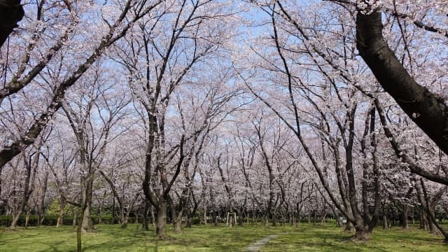 庄内緑地公園