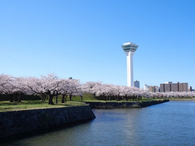 五稜郭公園　桜
