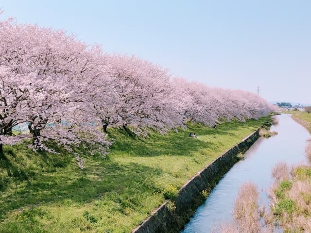 流川桜並木