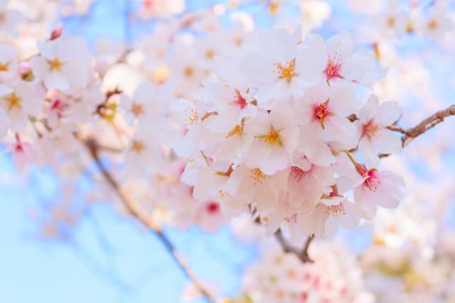 埼玉 桜