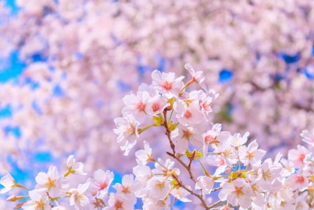 埼玉 桜
