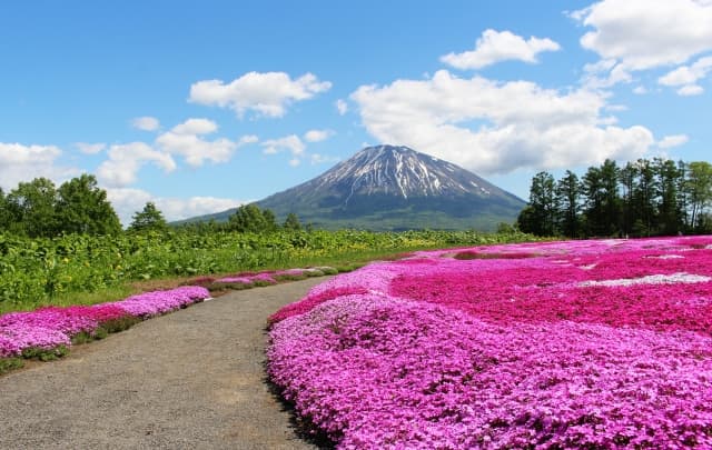 三島さんの芝ざくら庭園