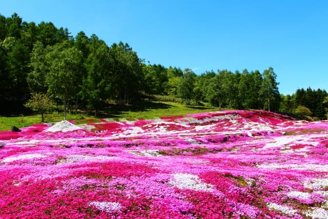 三島さんの芝ざくら庭園