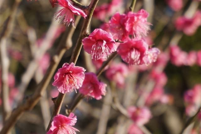 港区立芝公園 銀世界