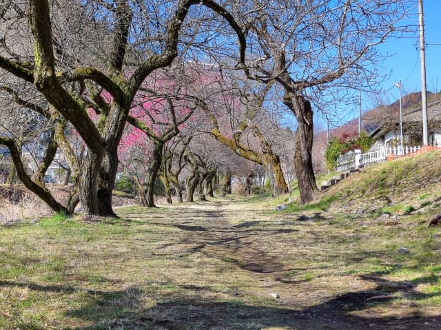 高尾梅郷